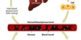 Insulin and glucagon